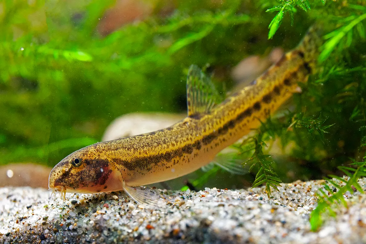 Italian spined loach (Sabanejewia larvata)
