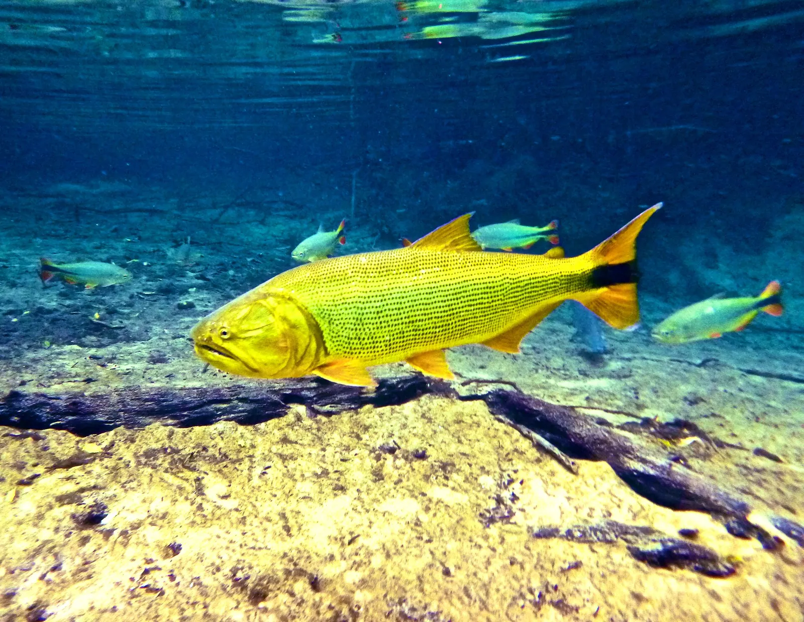 Dorado (Salminus brasiliensis)