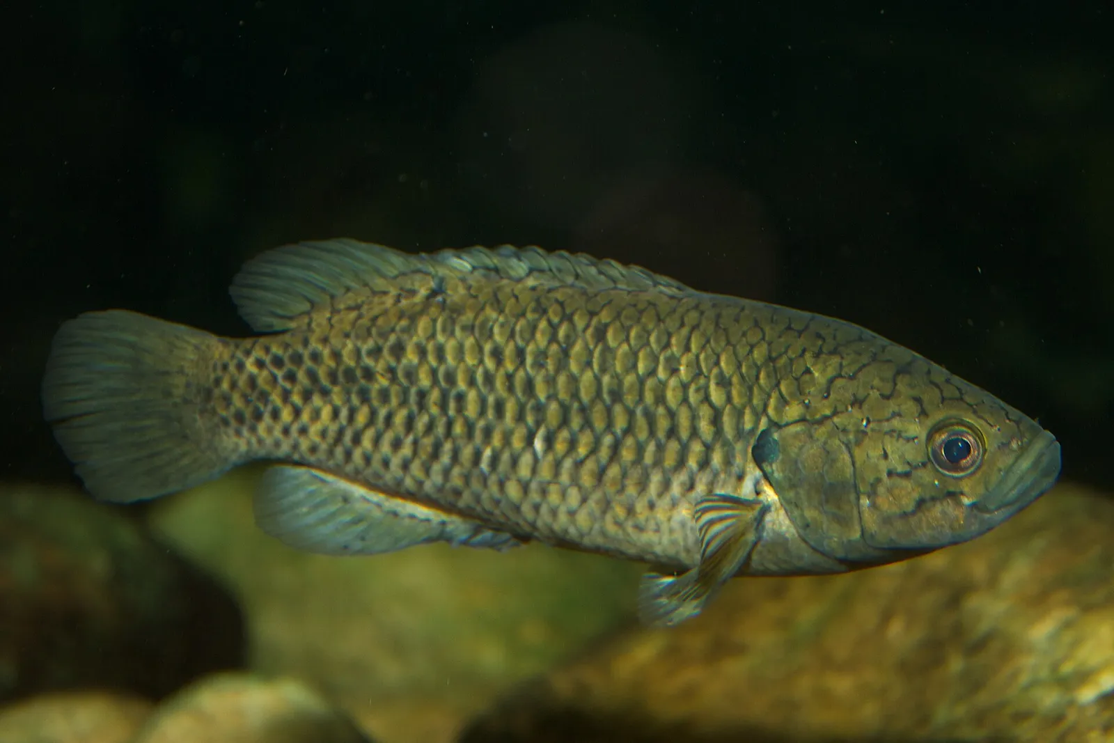 Cape kurper (Sandelia capensis)