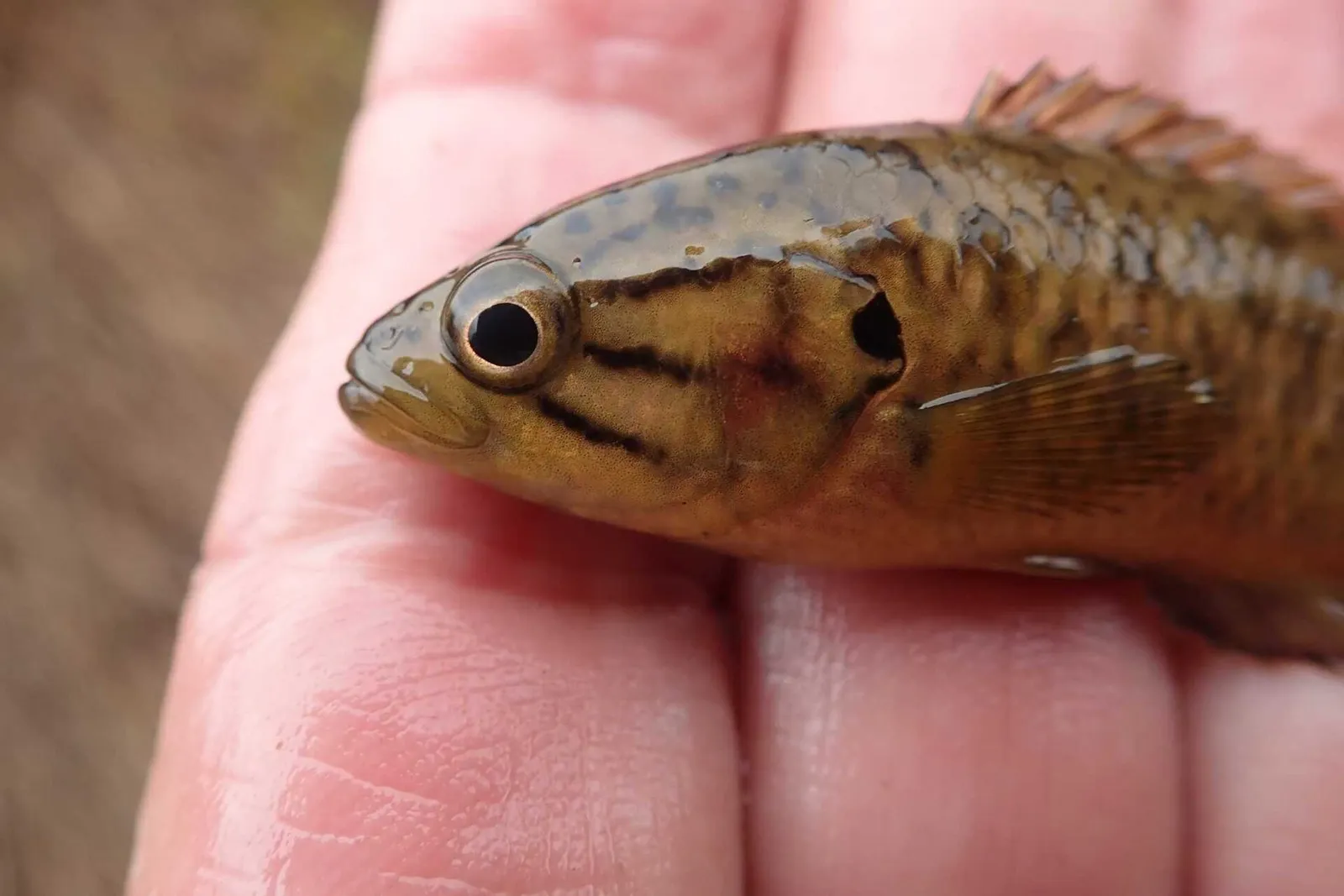 Cape kurper (Sandelia capensis)