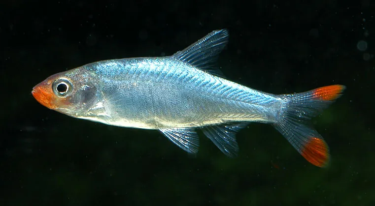 Asian rummynose (Sawbwa resplendens)