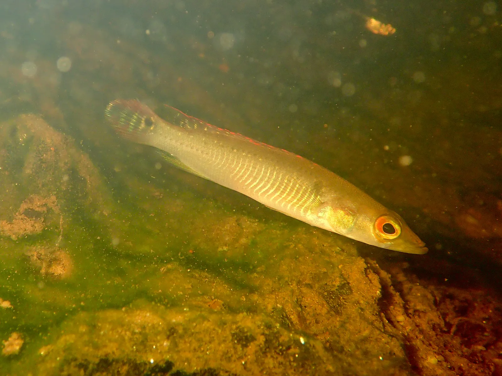 Ringtail pike cichlid (Saxatilia saxatilis)