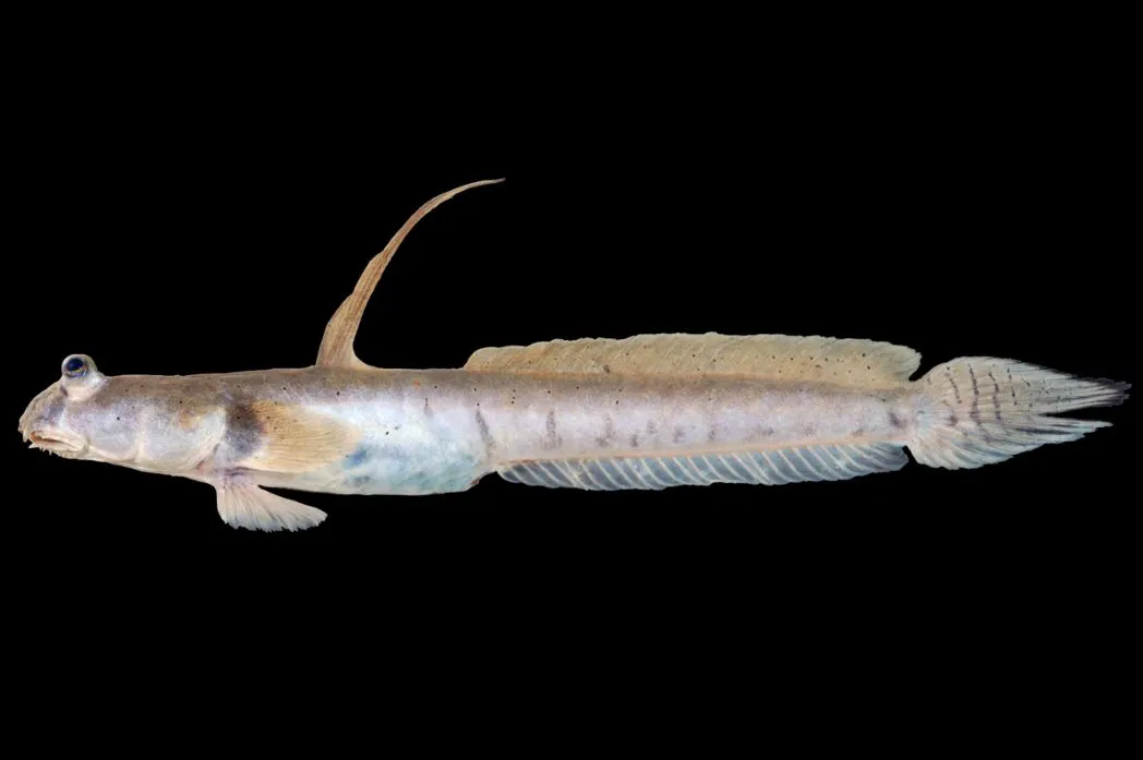 Walking goby (Scartelaos histophorus)