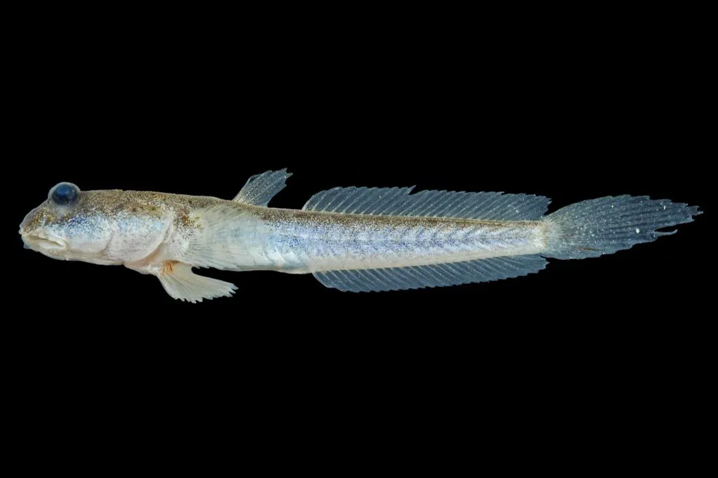 Walking goby (Scartelaos histophorus)
