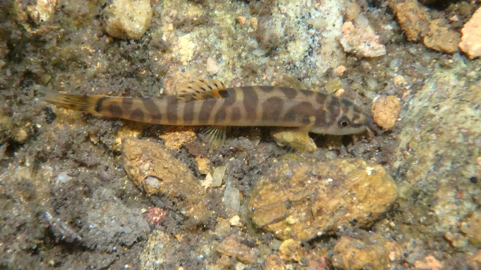 Fighting loach (Schistura notostigma)