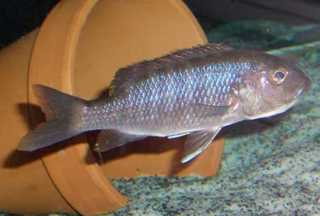 Scianochromis fryeri Female