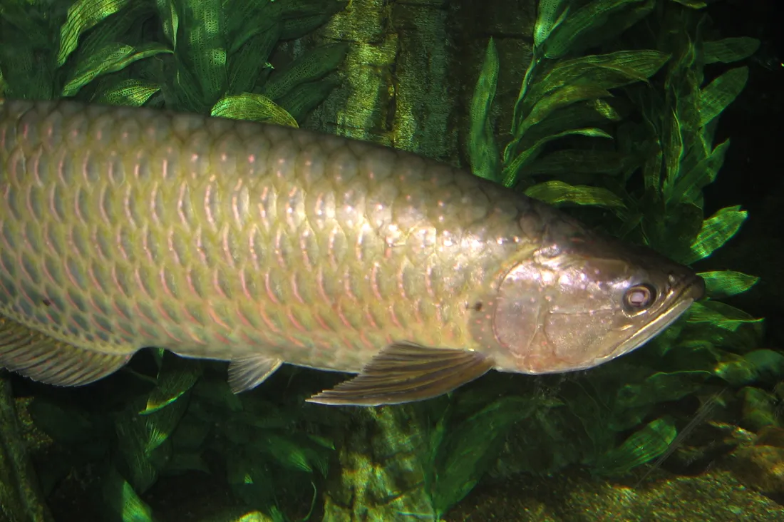 Gulf saratoga (Scleropages jardinii)