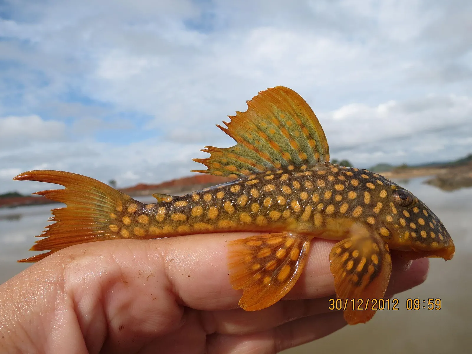 Sunshine Pleco (Scobinancistrus aureatus)