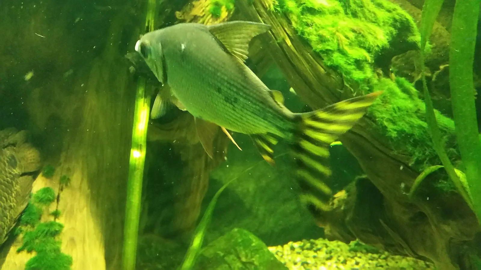 Flagtail prochilodus (Semaprochilodus taeniurus)