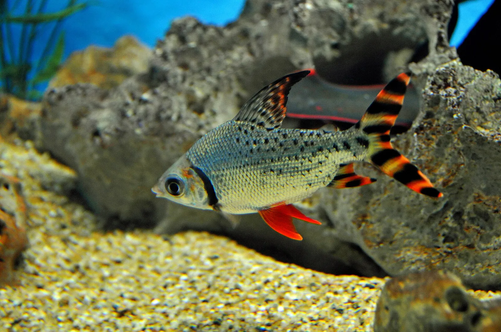 Flagtail prochilodus (Semaprochilodus taeniurus)