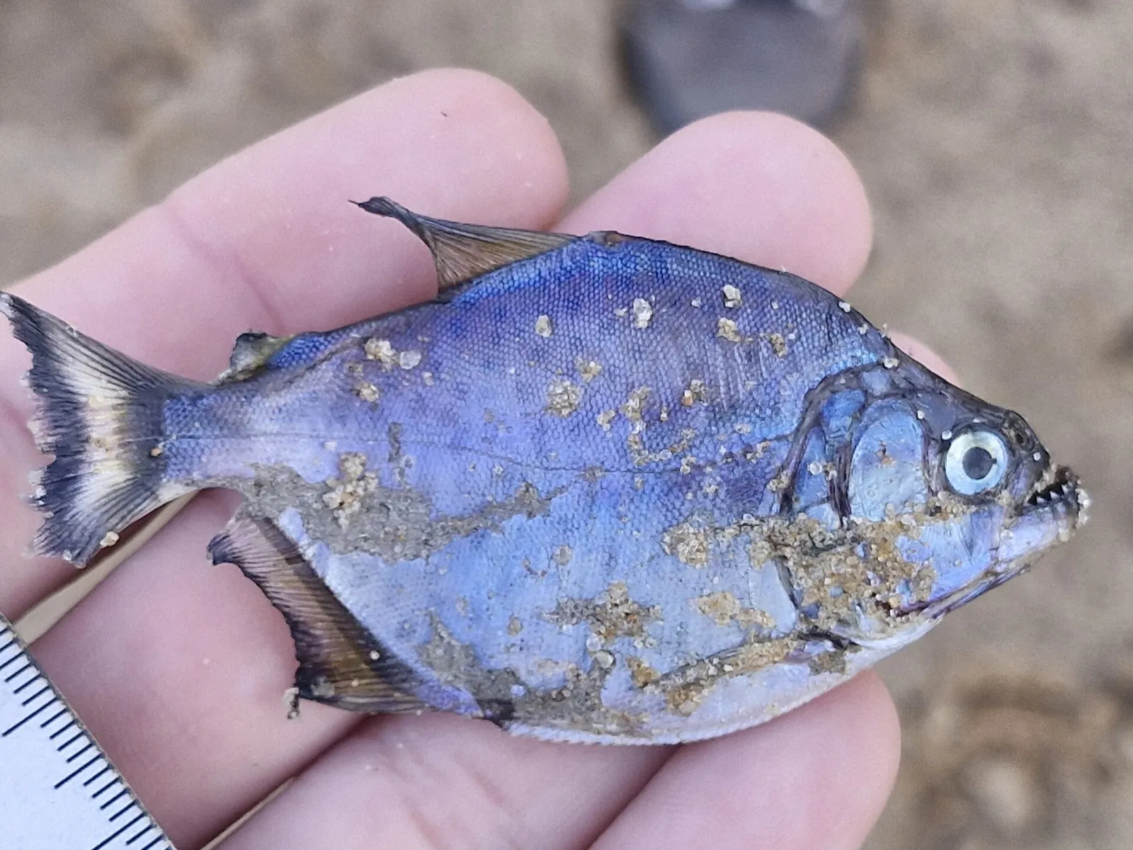 Maculatus piranha (Serrasalmus maculatus)