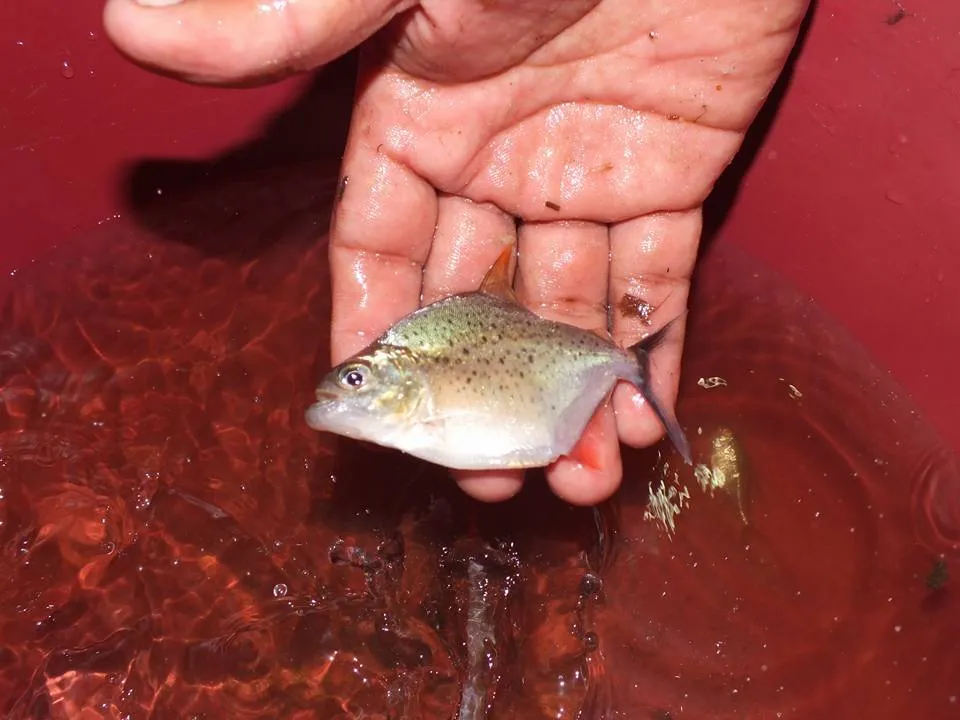 Green tiger piranha (Serrasalmus sanchezi)