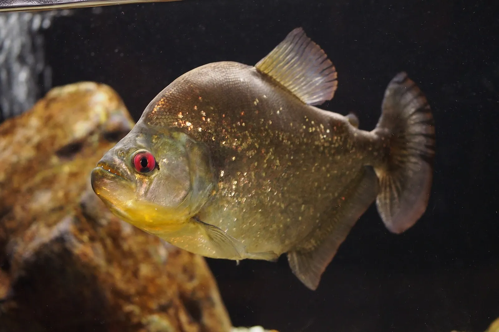 Speckled piranha (Serrasalmus spilopleura)