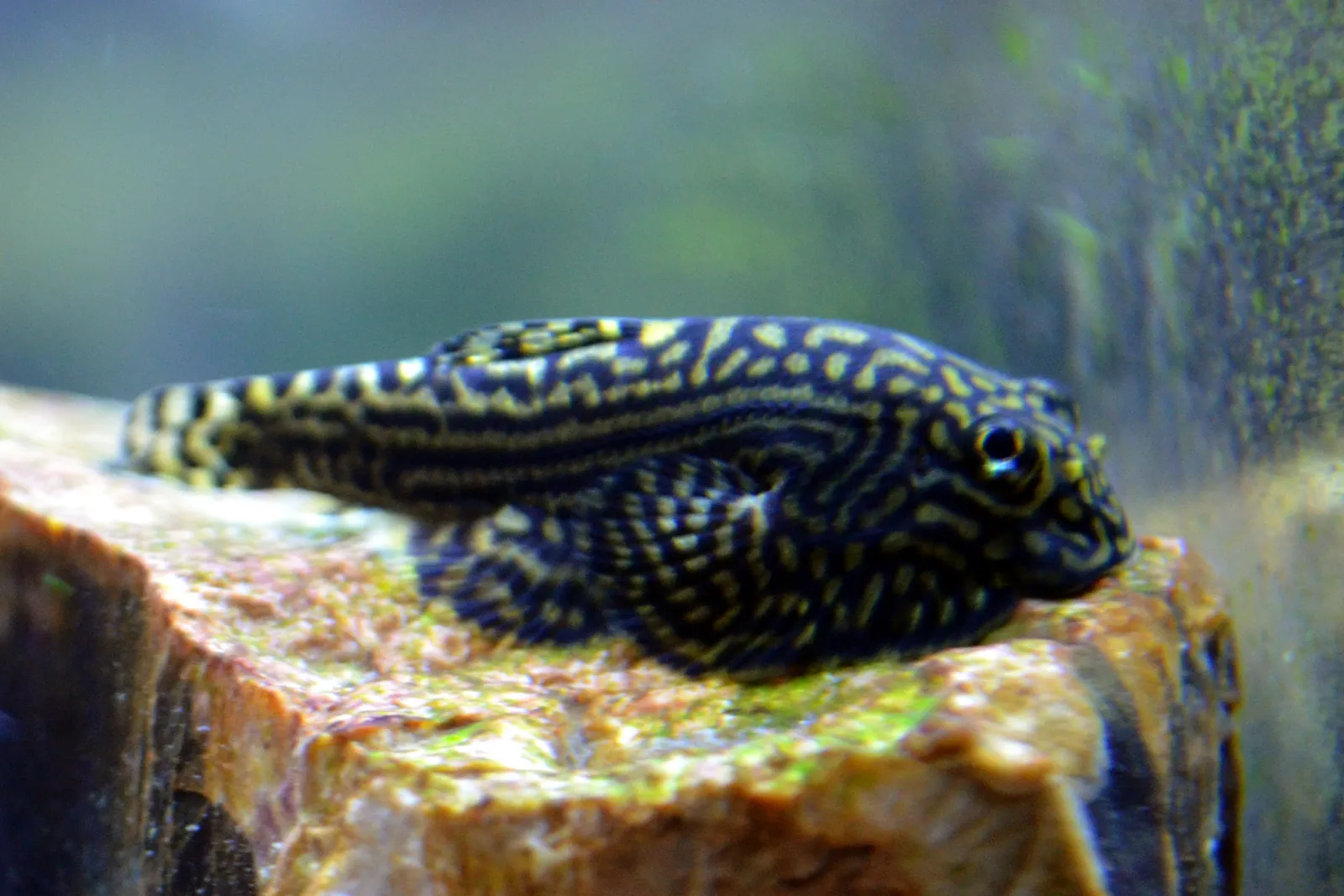 Reticulated hillstream loach (Sewellia lineolata)