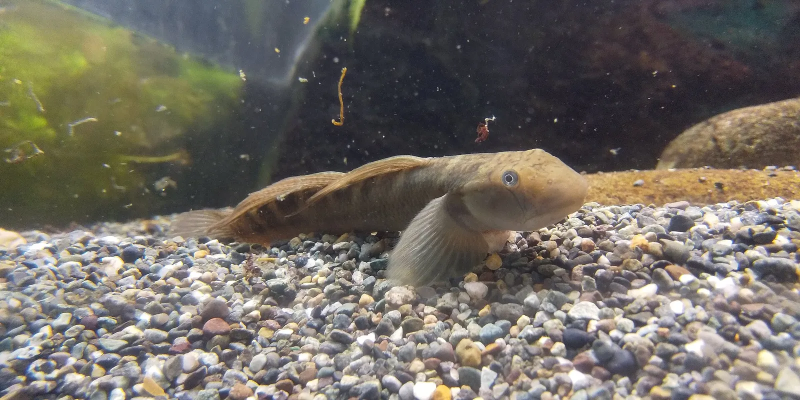 Japanese sleeper goby (Sicyopterus japonicus)