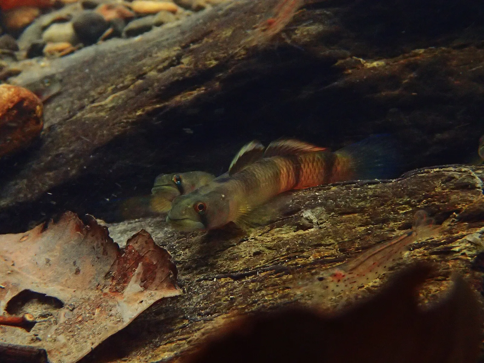 Banded rockskipper goby (Sicyopus zosterophorus)