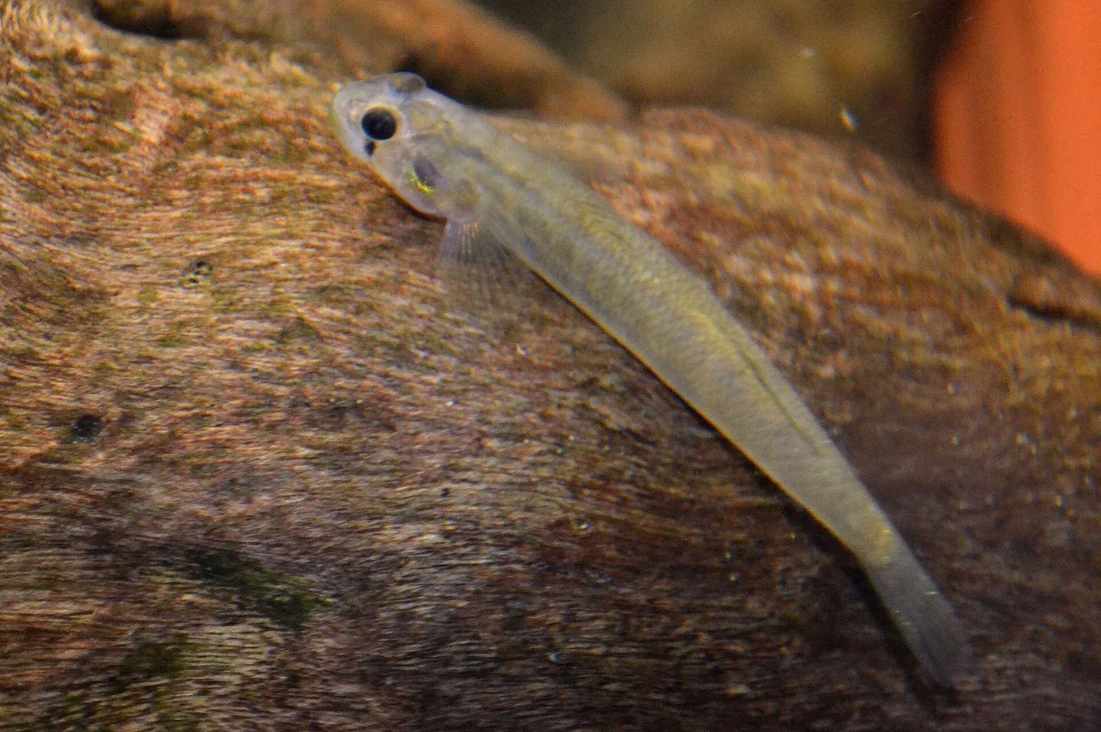 Banded rockskipper goby (Sicyopus zosterophorus)