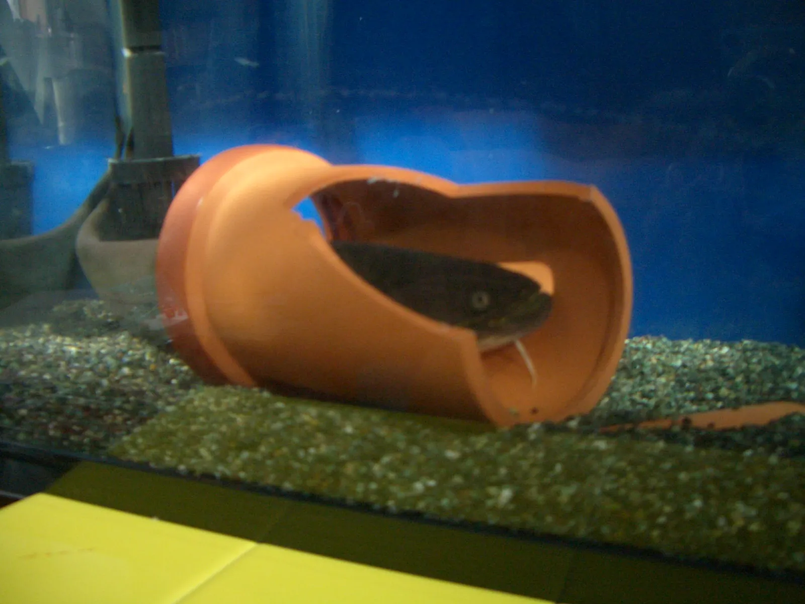 Amur catfish (Silurus asotus)