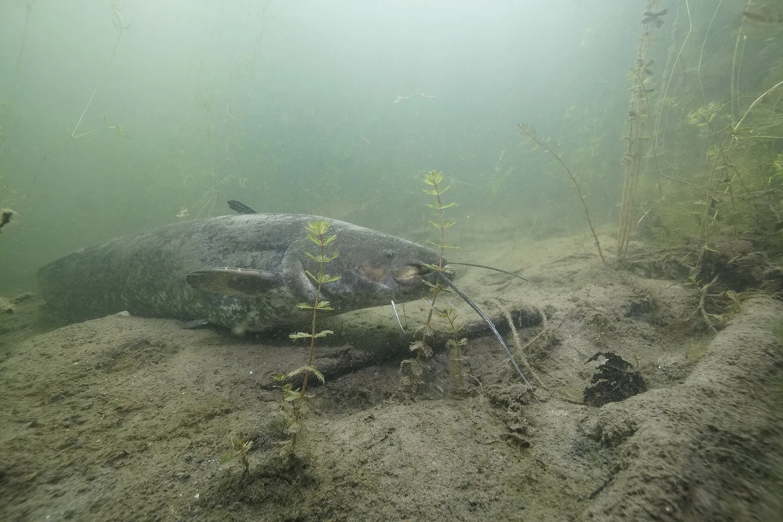 Wels catfish (Silurus glanis)