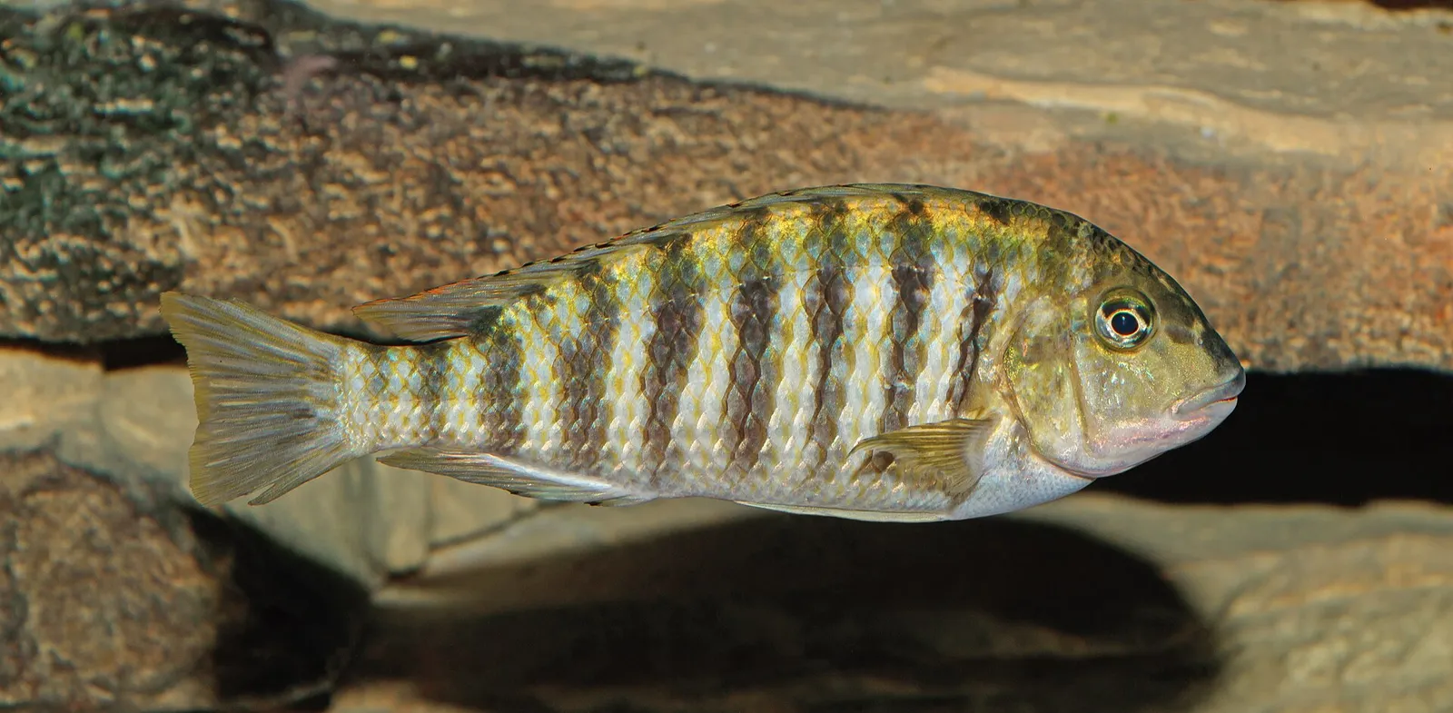 Simochromis diagramma