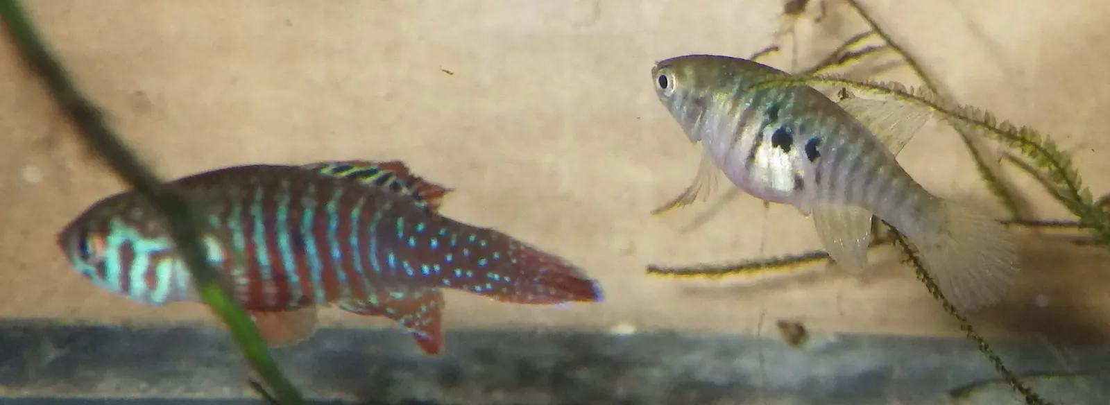 Simpsonichthys santanae