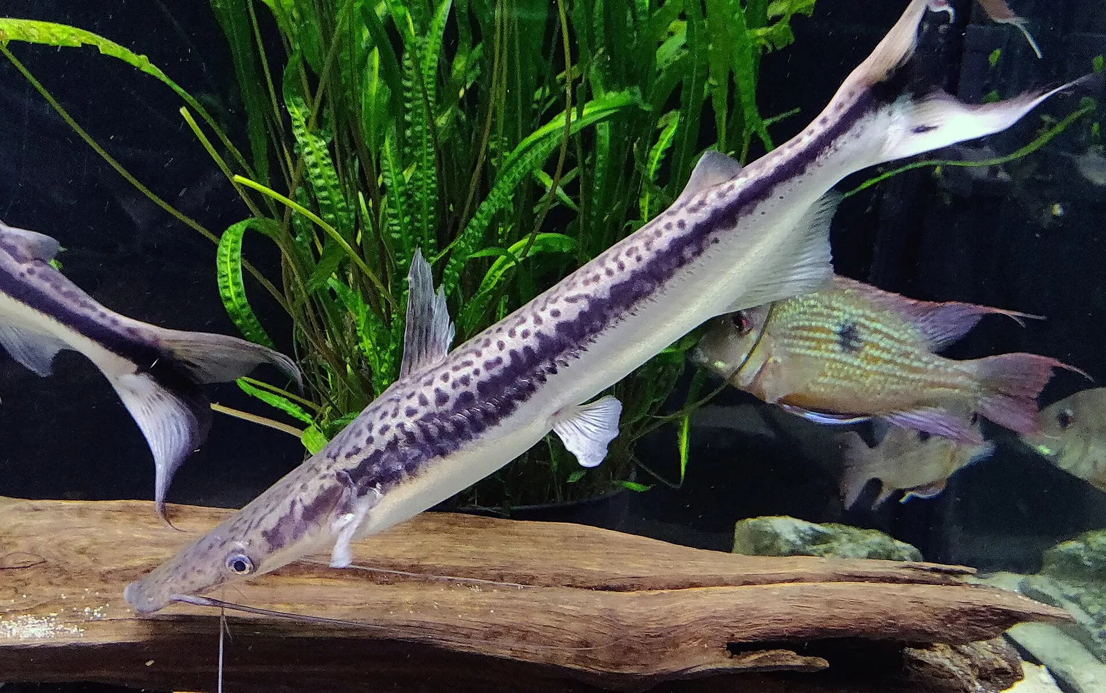 Lima shovelnose catfish (Sorubim lima)