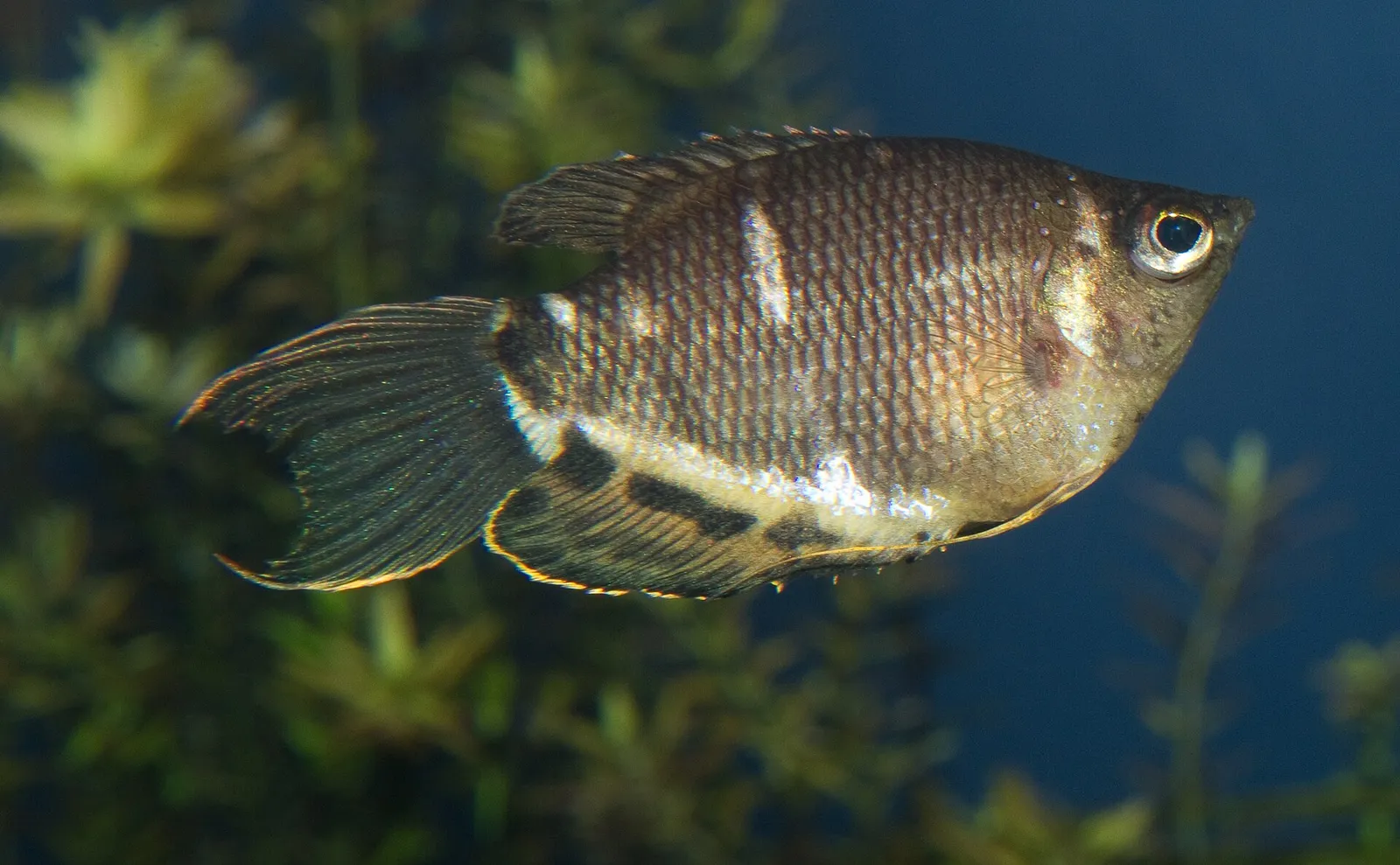 Chocolate gourami (Sphaerichthys osphromenoides)