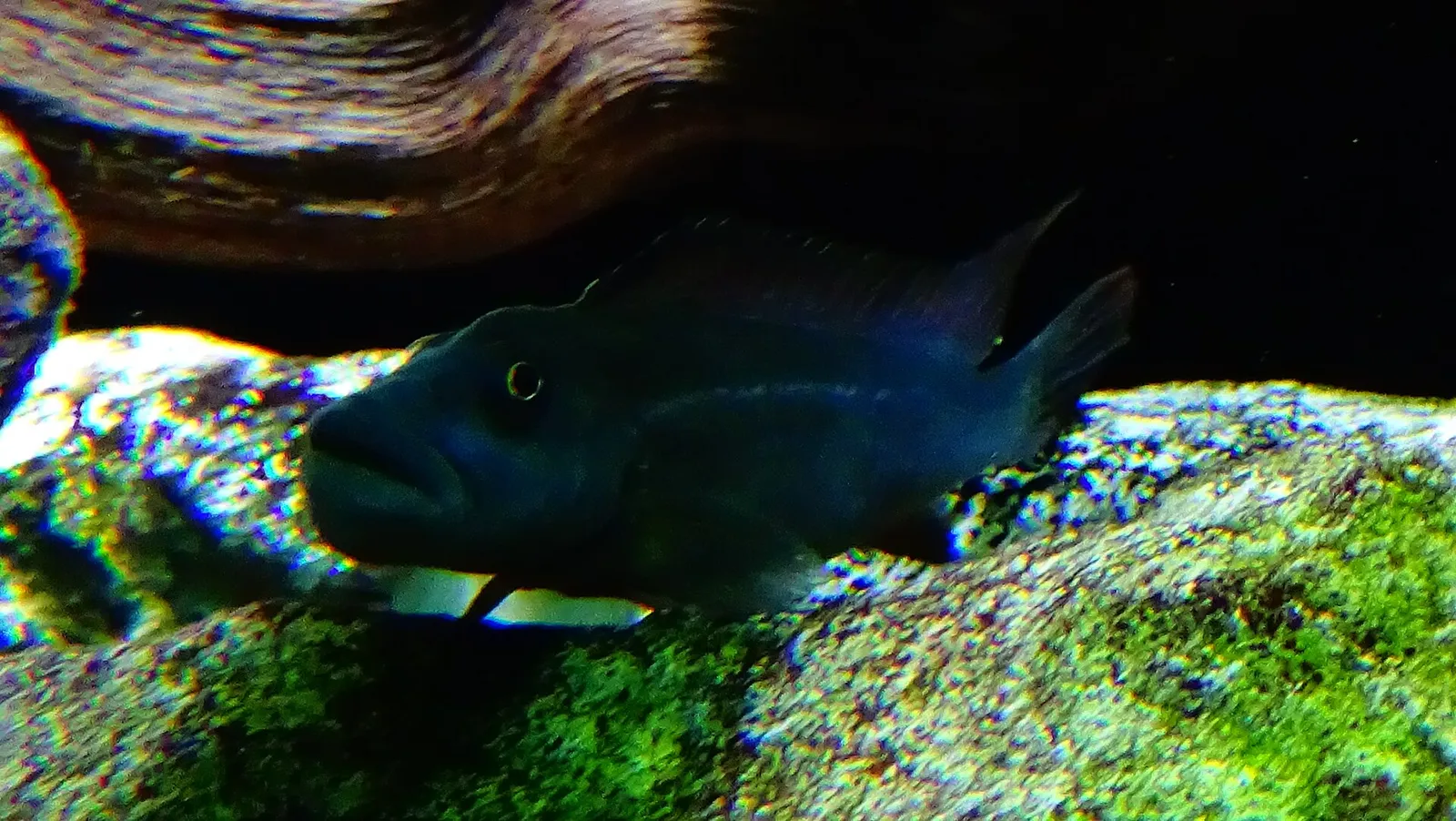 Slender buffalo head cichlid (Steatocranus tinanti)