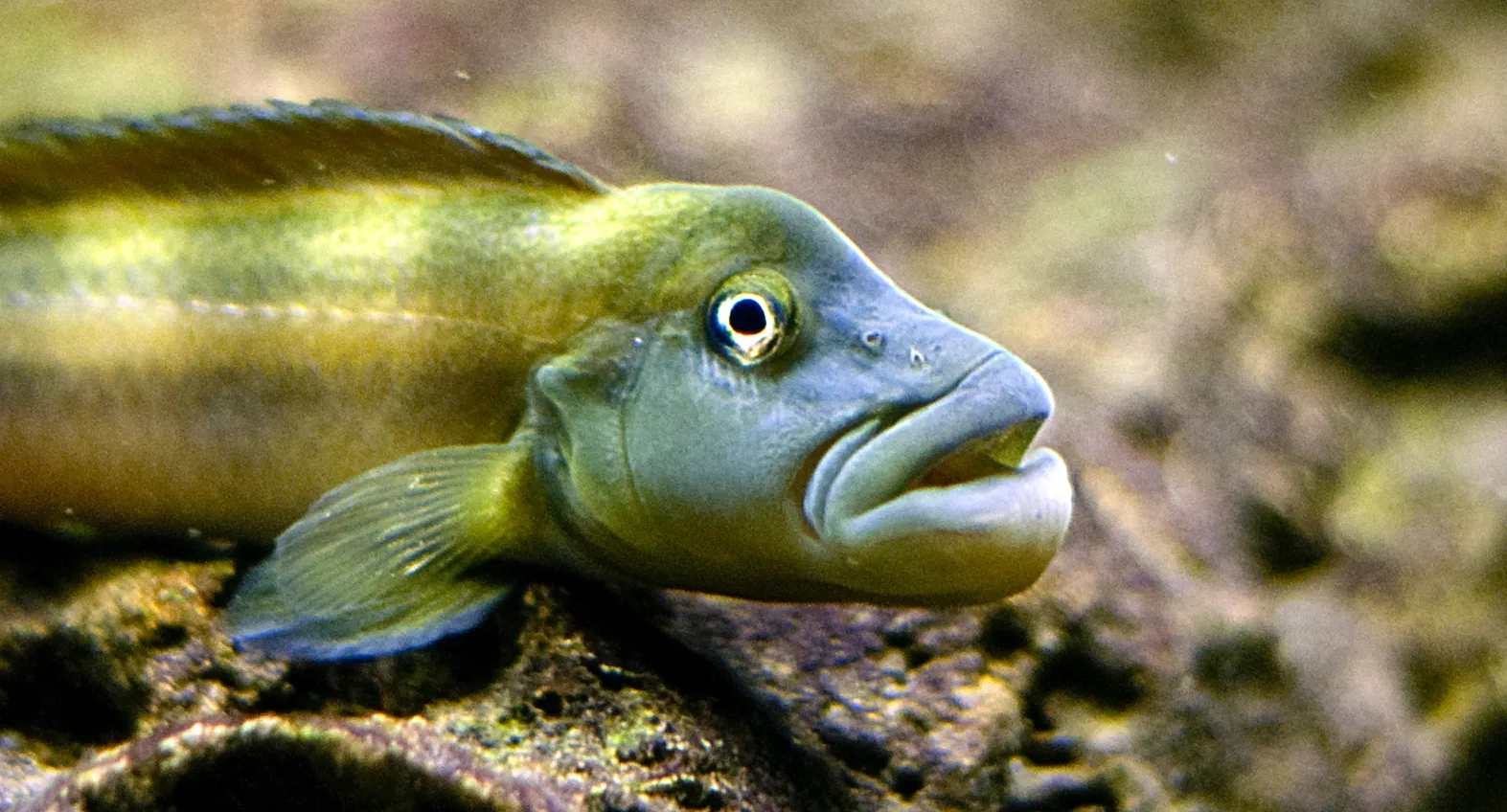 Slender buffalo head cichlid (Steatocranus tinanti)