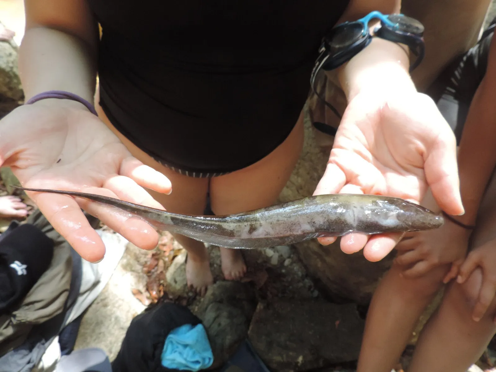 Longtail knifefish (Sternopygus macrurus)