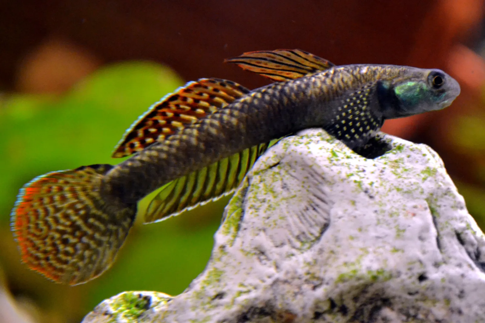 Ornate cling goby (Stiphodon ornatus)