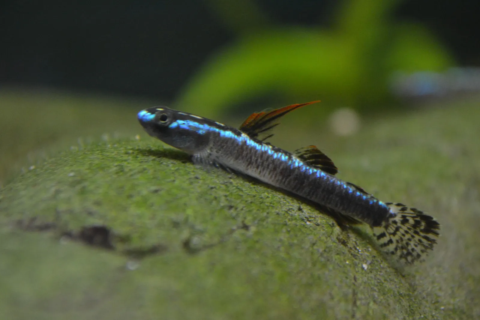 Blackfin cling goby (Stiphodon percnopterygionus)