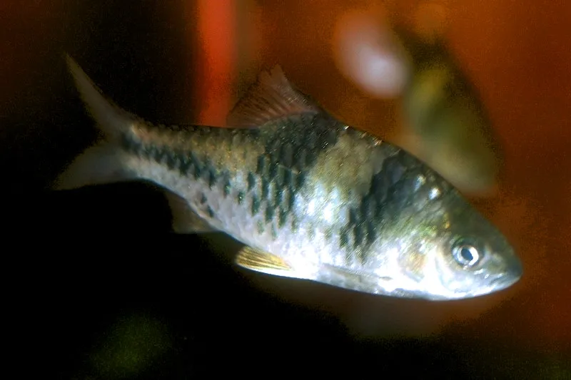 Spanner barb (Striuntius lateristriga)