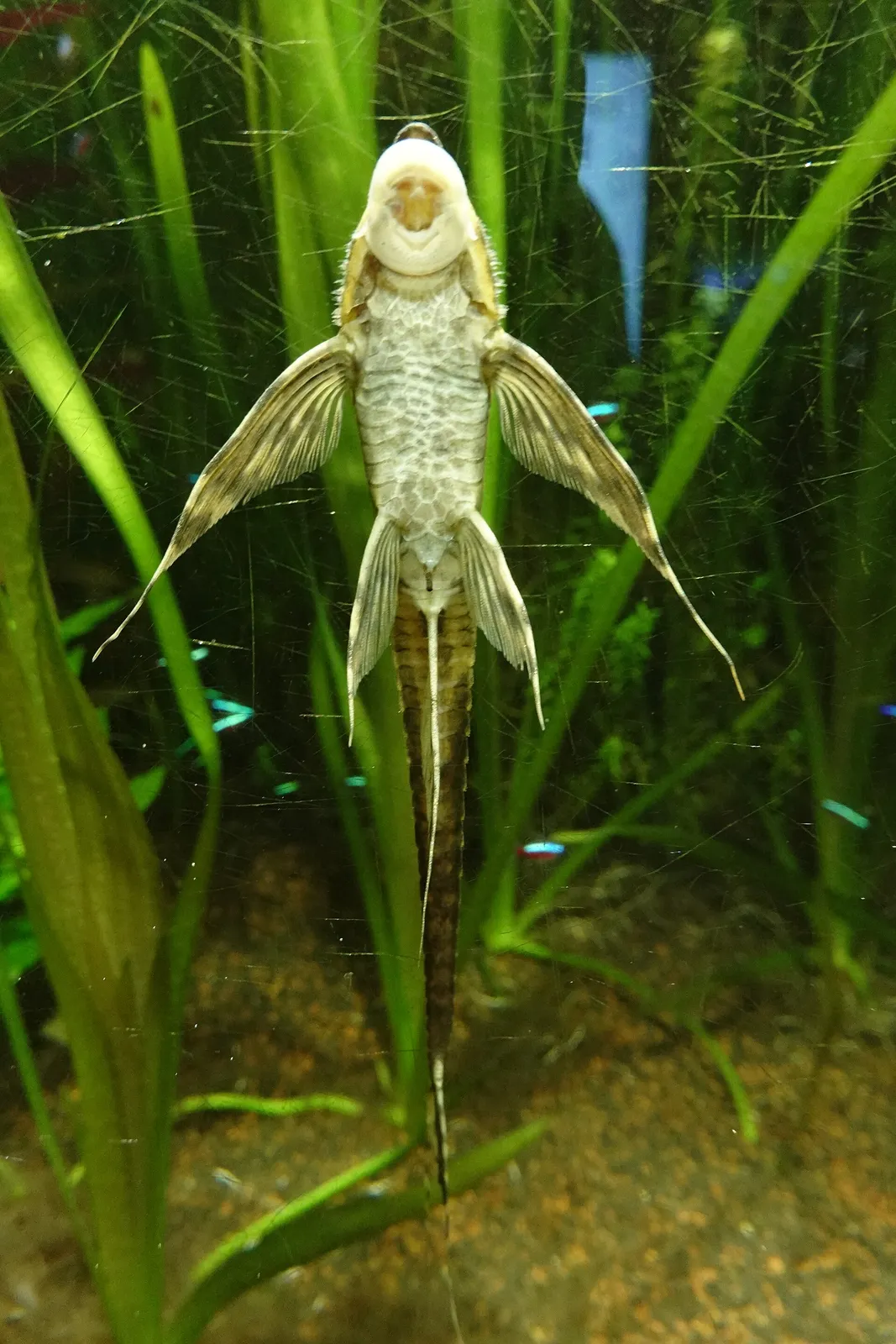Real Royal Farlowella (Sturisomatichthys festivus)