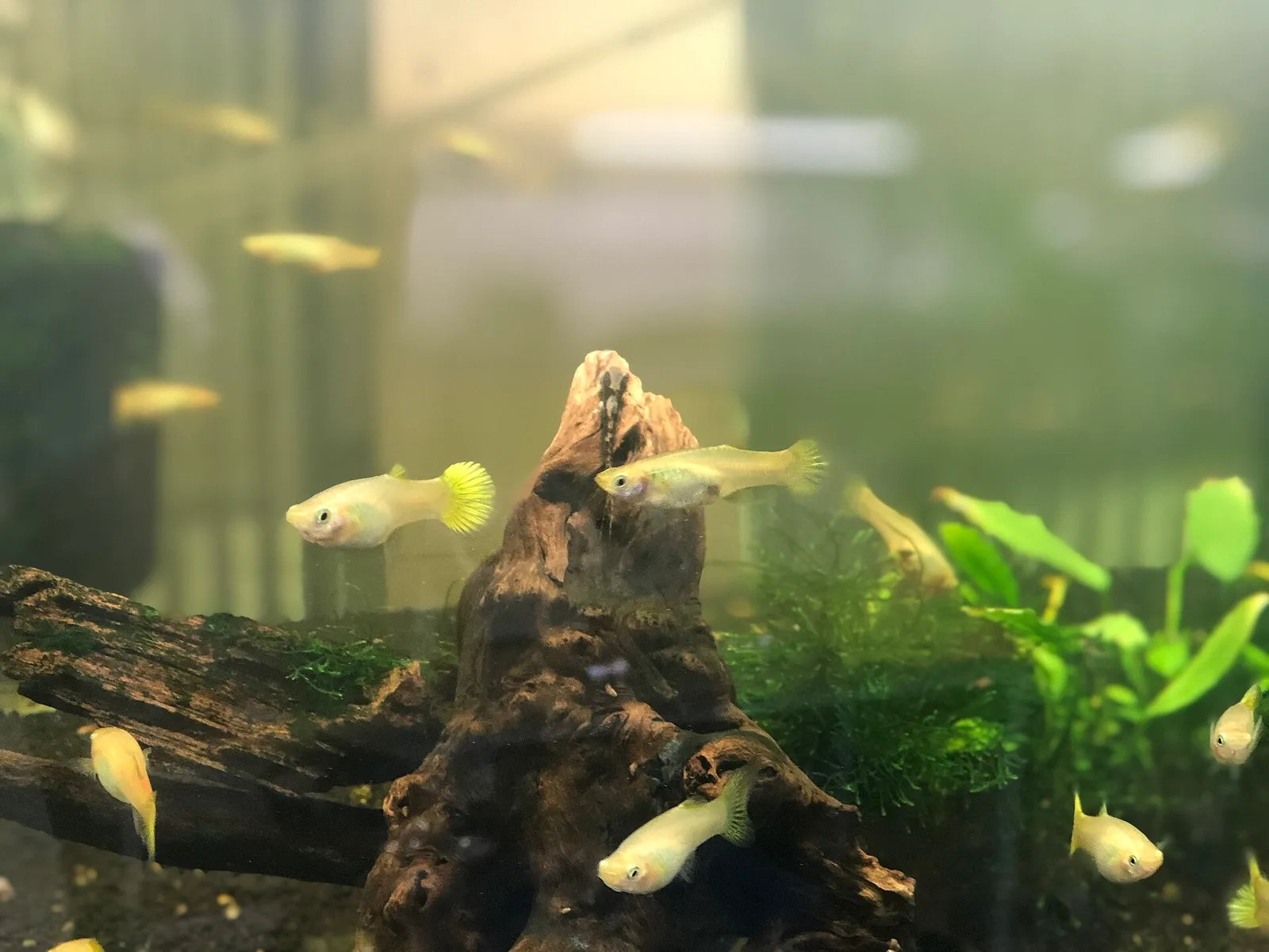 Royal Twig Catfish (Sturisomatichthys panamensis)