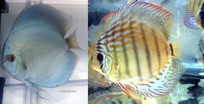 Symphysodon aequifasciatus