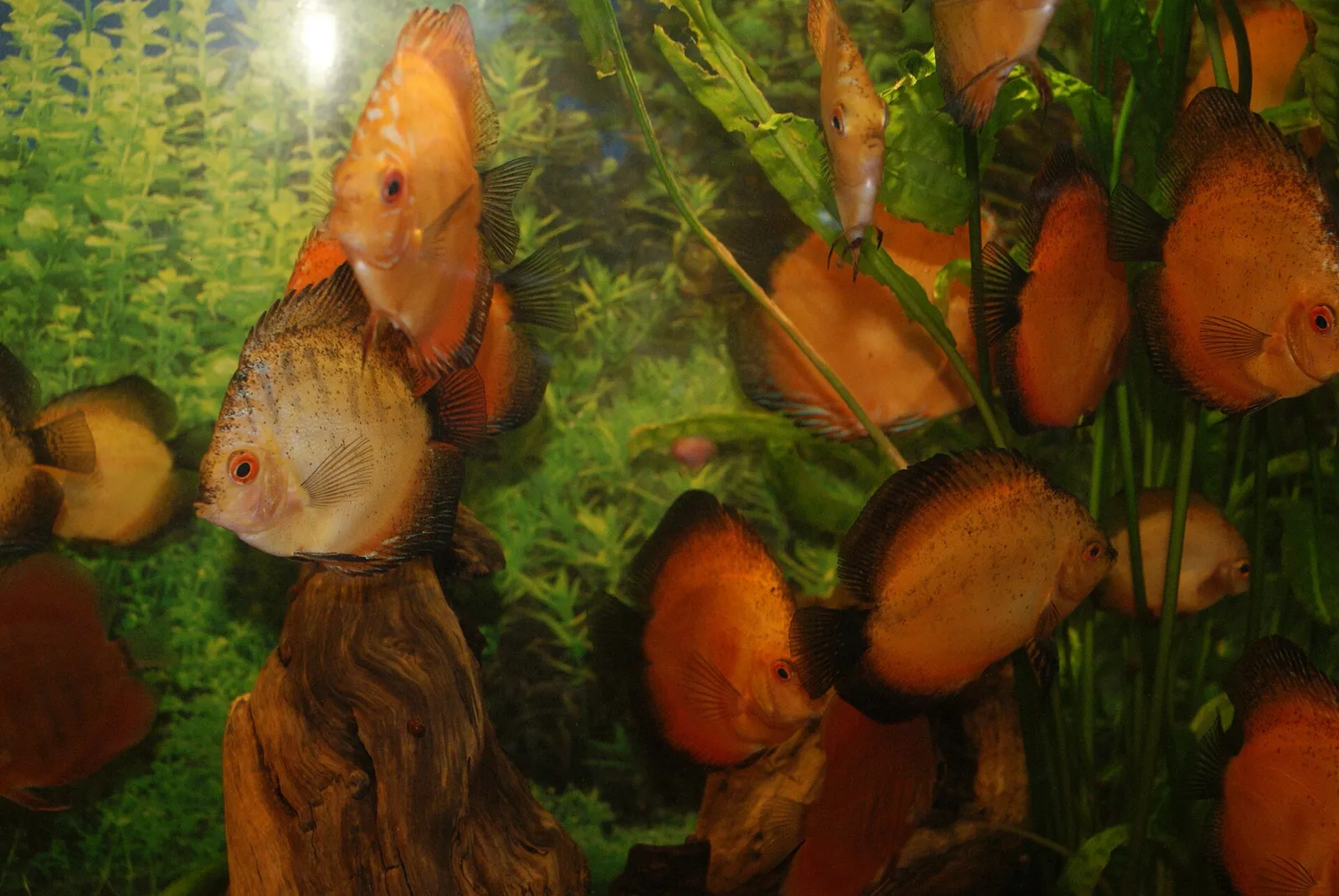 Heckel discus (Symphysodon discus)