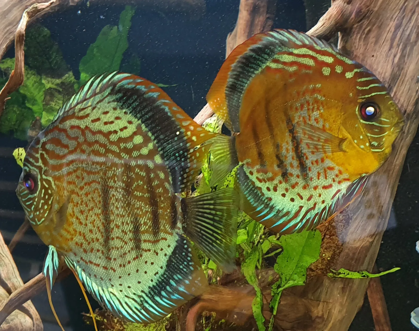Red eye discus (Symphysodon tarzoo)