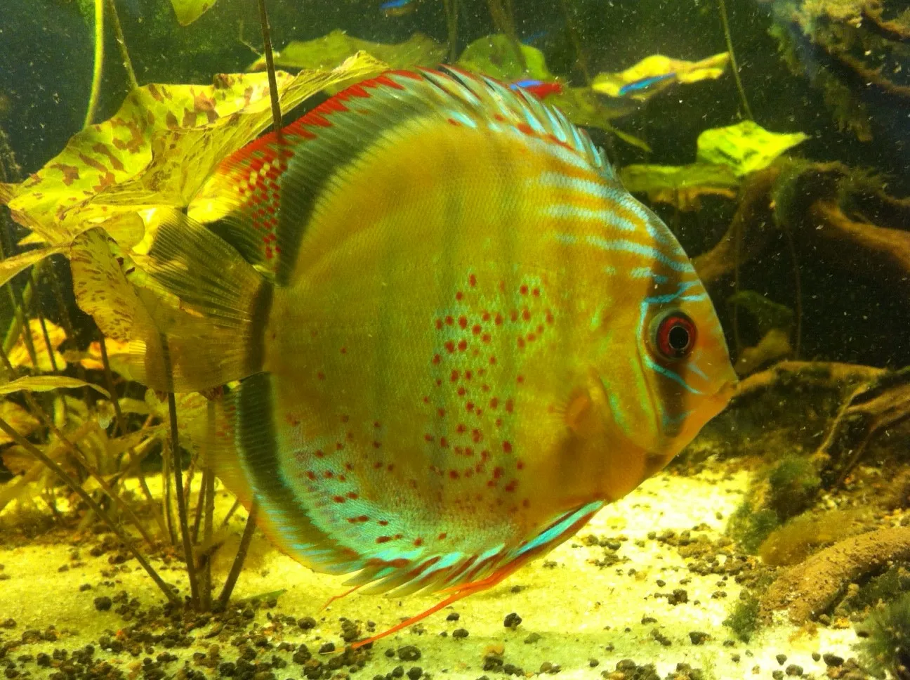 Red eye discus (Symphysodon tarzoo)