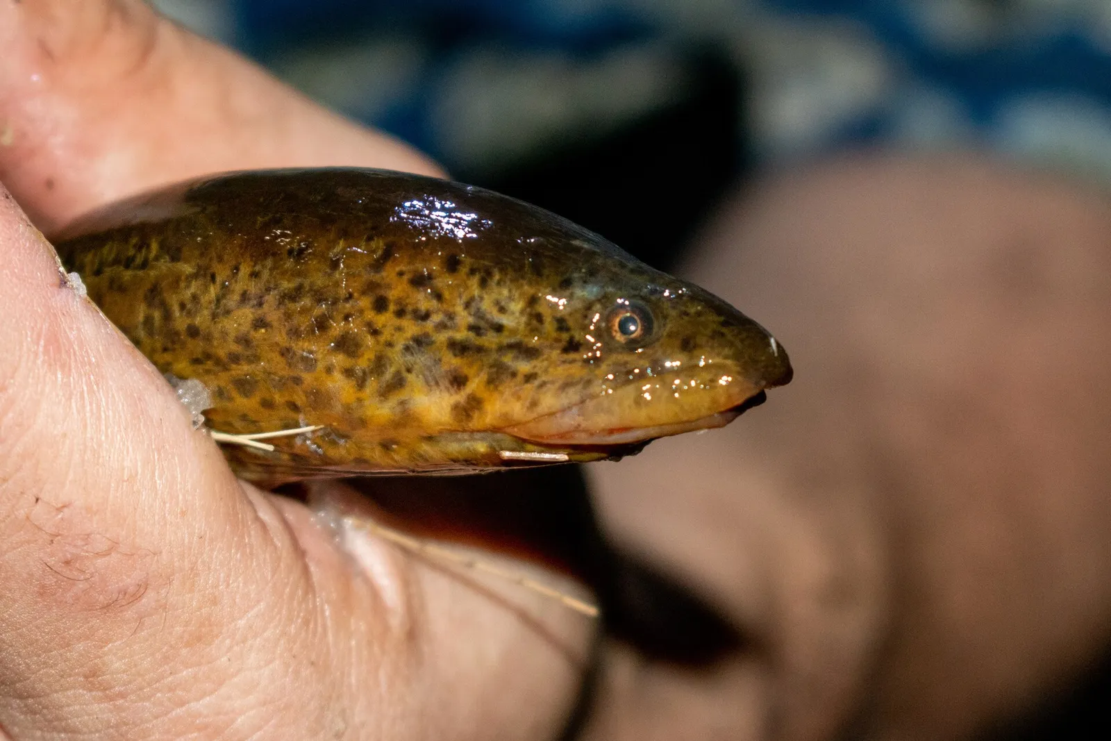 Marbled swamp eel (Synbranchus marmoratus)