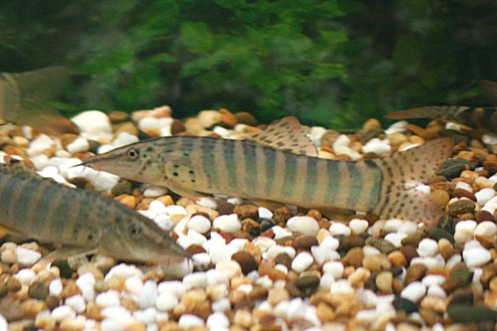 Burmese loach (Syncrossus berdmorei)