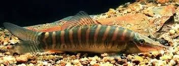 Tiger loach (Syncrossus helodes)