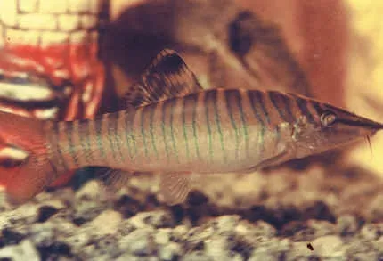 Polka Dot Botia (Syncrossus hymenophysa)