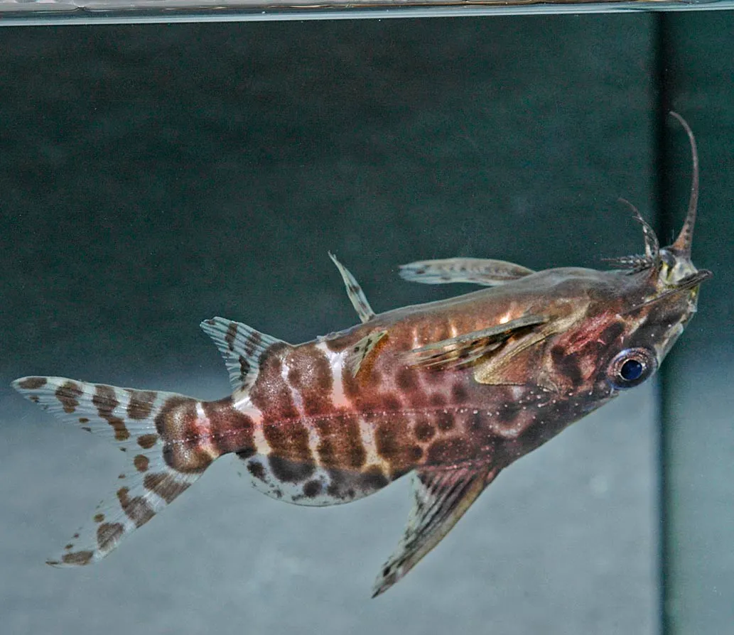 Upsidedown catfish (Synodontis batensoda)