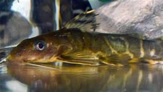 Brichard's squeaker (Synodontis brichardi)