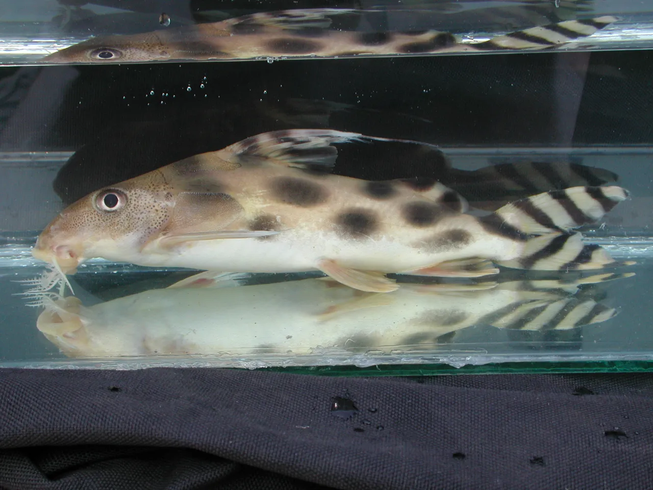 Clown catfish (Synodontis decorus)