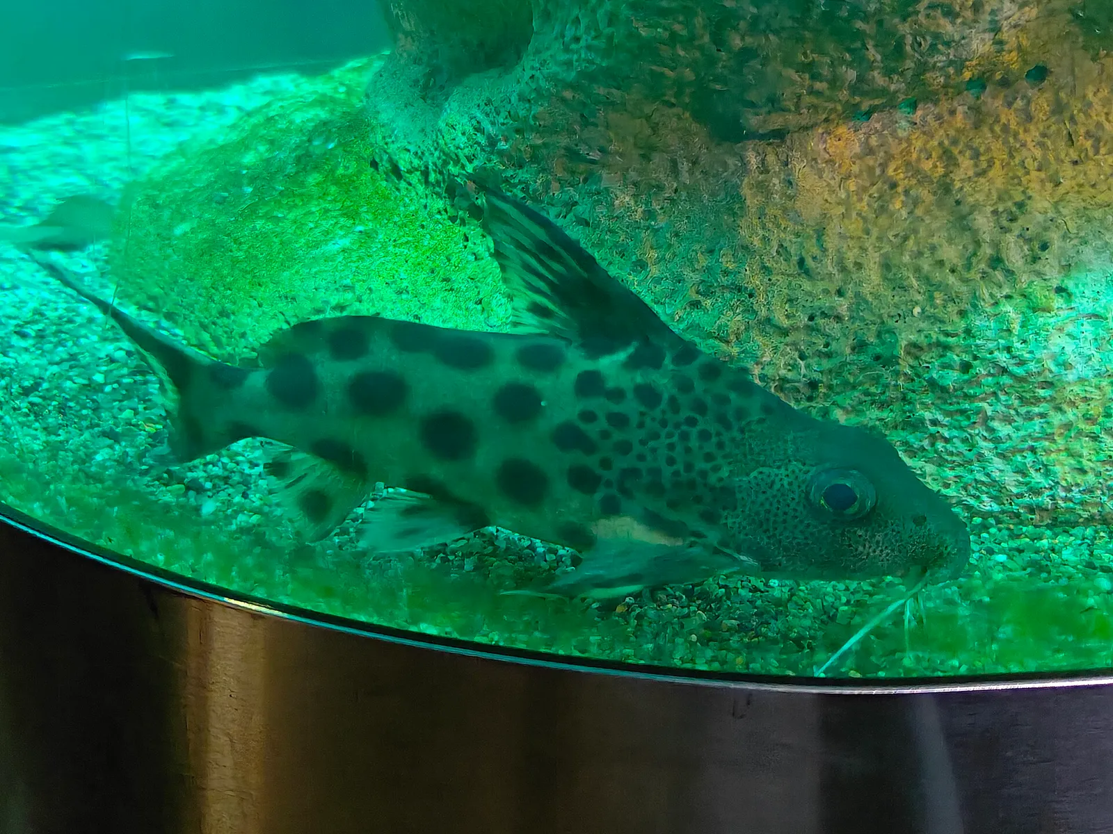Featherfin squeaker (Synodontis eupterus)