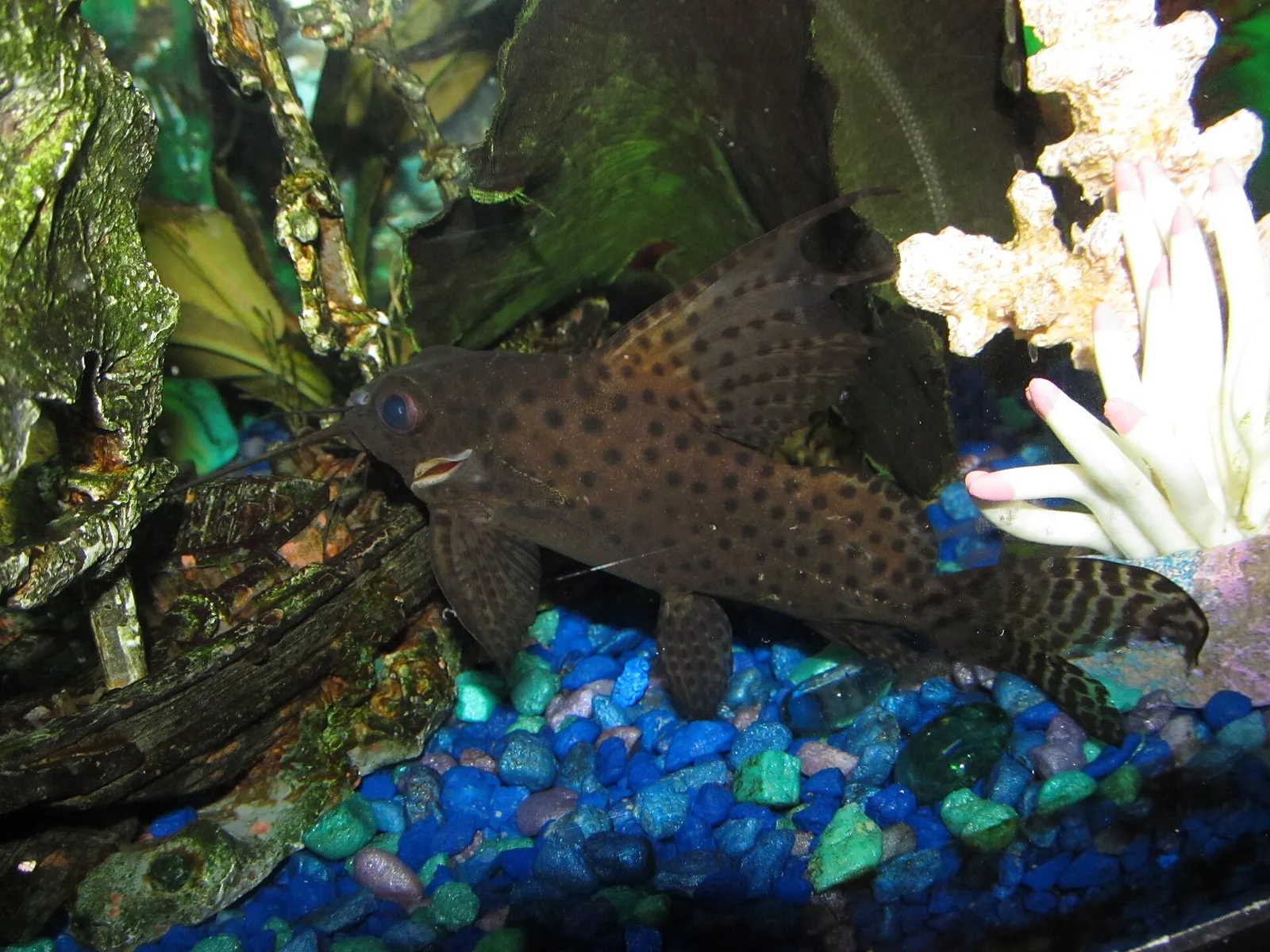 Featherfin squeaker (Synodontis eupterus)