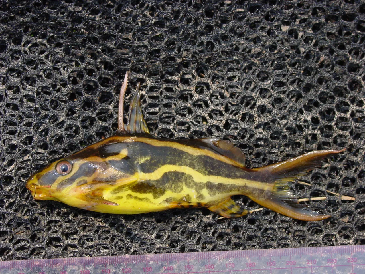 Orangestriped squeaker (Synodontis flavitaeniatus)