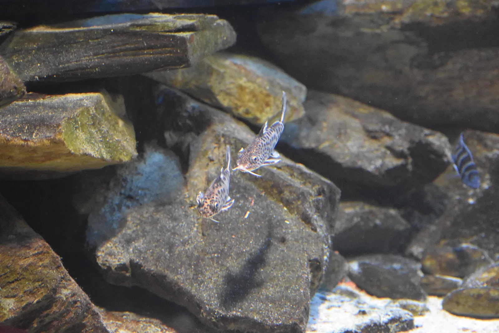 Cuckoo catfish (Synodontis multipunctatus)